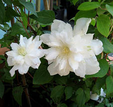 Клематис Sylvia Denny (Сільвія Денні), фото 2