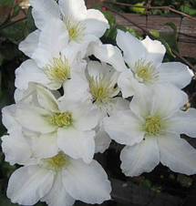 Клематис Sylvia Denny (Сільвія Денні), фото 4