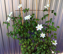 Клематис Sylvia Denny (Сільвія Денні), фото 5