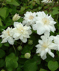 Клематис Sylvia Denny (Сільвія Денні), фото 3