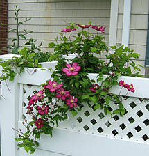 Клематис Ville de Lyon (Віль де Ліон), фото 5