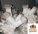 Міцеля зернова гриба Еринги (Pleurotus eryngii 1 кг., фото 5