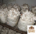 Міцеля зернова гриба Еринги (Pleurotus eryngii 1 кг., фото 7