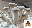 Міцеля зернова гриба Еринги (Pleurotus eryngii 1 кг., фото 8