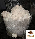 Міцелій зерновий Їжовика гребінчастотого/ Герициум (Hericium erinaceus) 1 кг., фото 3