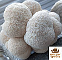 Міцелій зерновий Їжовика гребінчастотого/ Герициум (Hericium erinaceus) 1 кг., фото 5
