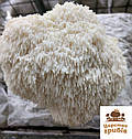Міцелій зерновий Їжовика гребінчастотого/ Герициум (Hericium erinaceus) 1 кг., фото 6