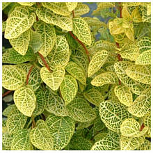 Жимолость Пестролінна