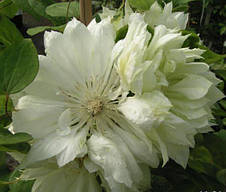 Клематис Yukiokoshi (Юкіокоші), фото 2