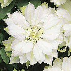 Клематис Yukiokoshi (Юкіокоші), фото 3