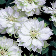 Клематис Yukiokoshi (Юкіокоші), фото 5