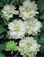 Клематис Yukiokoshi (Юкіокоші), фото 4