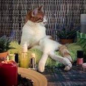 Засоби догляду дя котів