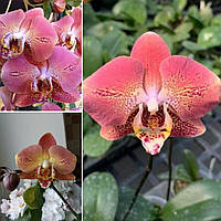 Орхідея Сорт Leco Fantastic, розмір 2.5" без квітів