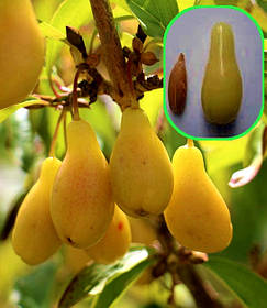 Кизил сорт Флава ( саджанці 2 роки ОКС )