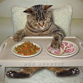 Корм, ласощі для котів