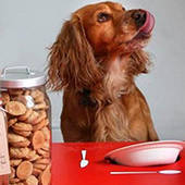 Корм, ласощі для собак