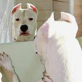 Засоби догляду для собак