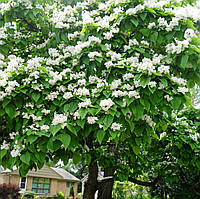 Саджанці катальпи північної "Спеціоза"