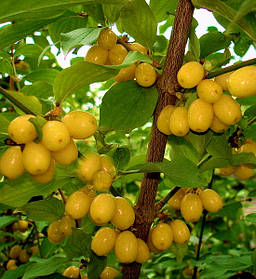 Кизил сорт "Ніжний" (саджанці 2 роки )