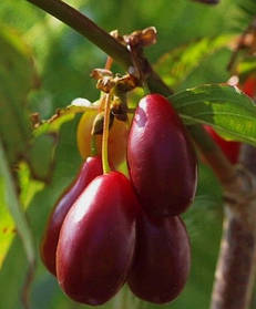 Кизил сорт "Екзотичний" великоплідний ( саджанці 2 роки )