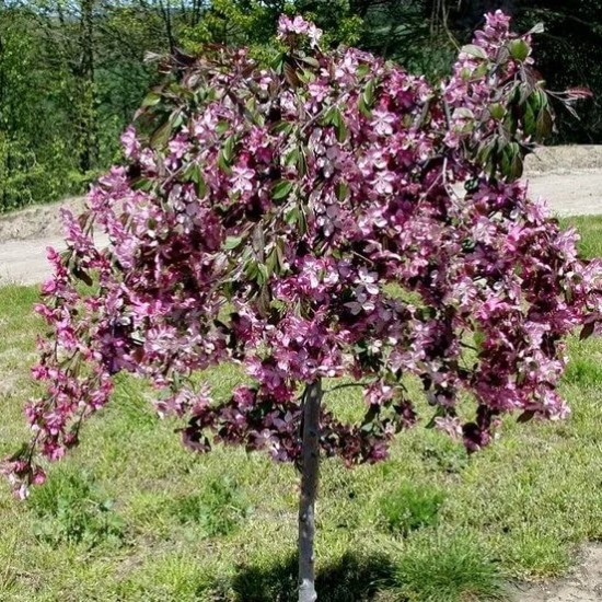Декоративна райська яблуня "Чилс Випинг" Pendula  (штамб Н 1,2-1,8м)