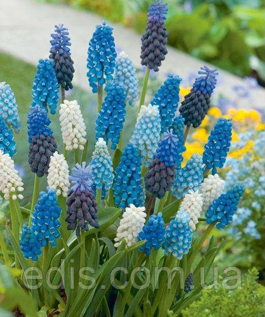 Мускарі суміш 10 цибулин