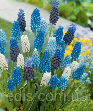Мускарі суміш 10 цибулин, фото 1