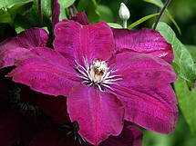 Клематис Ernest Markham (Ернест Маркхем), фото 4