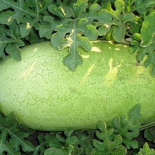 Насіння кавуна Чарльстон Грей 10 шт., Service plus