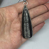 Ортоцерас скам'янілий кулон натурального скам'янілого ортоцераса Індія., фото 2