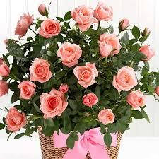 Троянда штанцева Лідія