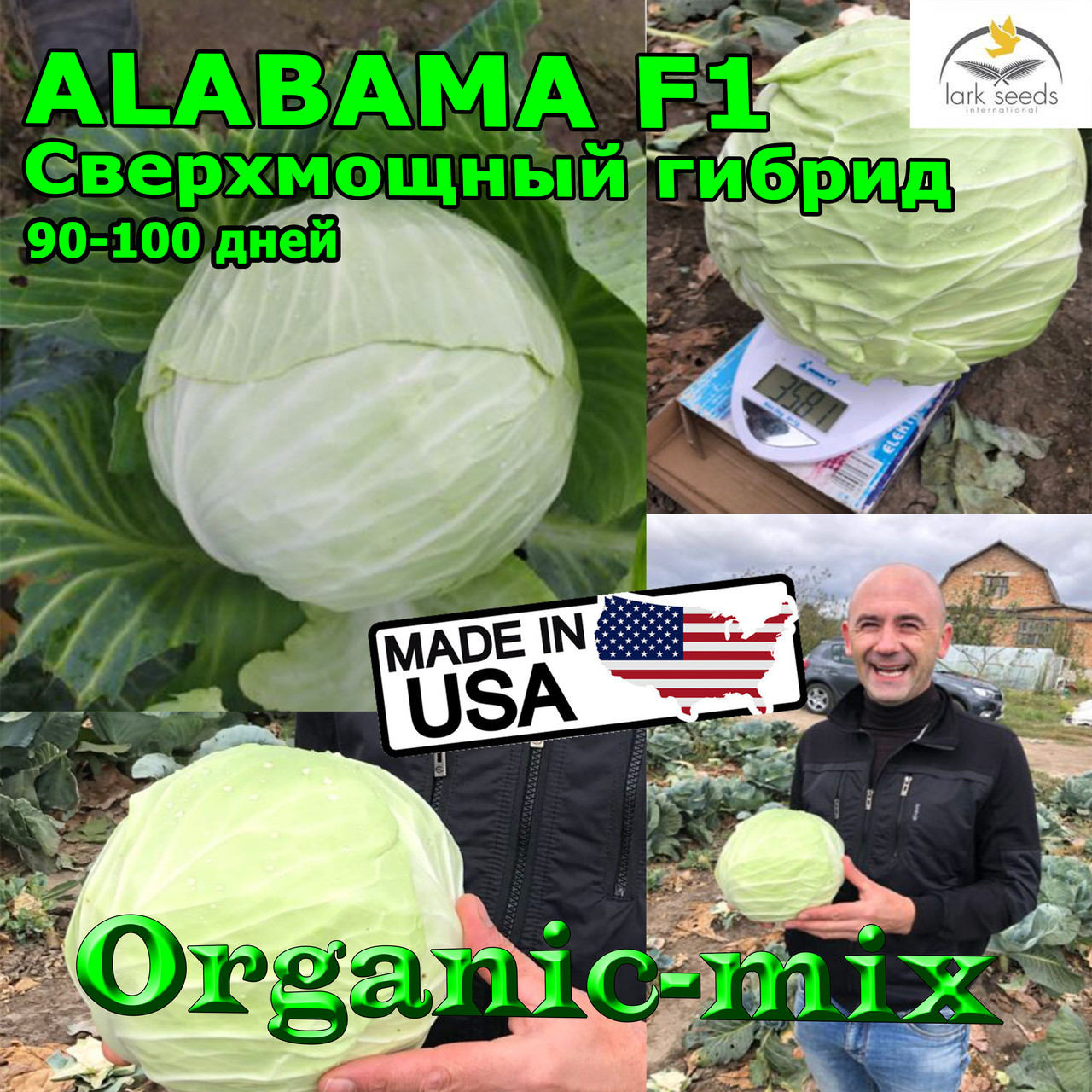 Капуста середньо-подня АЛАБАМА F1 / ALABAMA F1, 2500 насіння, Lark seeds (США)