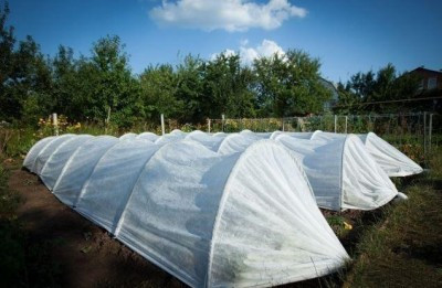 Агропарник Agreen 120 см, ширина 80 см висота, 10 метра, щільність 50 г/кв. м., фото 1