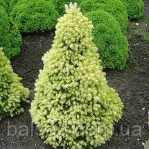Ялина канадська Дейзі Вайт / h 50-60 / Picea glauca Daisy's White, фото 3