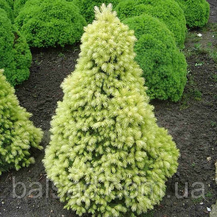 Ялина канадська Дейзі Вайт / h 15-25 / Picea glauca Daisy's White, фото 1
