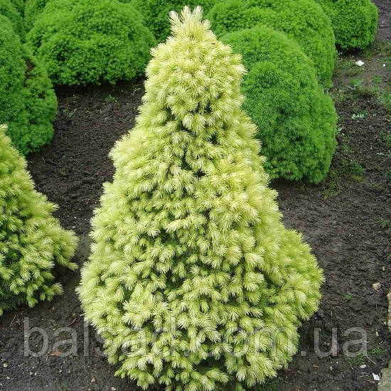 Ялина канадська Дейзі Вайт / h 15-25 / Picea glauca Daisy's White