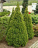 Ялина канадська Дейзі Вайт / h 50-60 / Picea glauca Daisy's White, фото 7