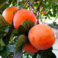 Хурма Корольок (однорічна)