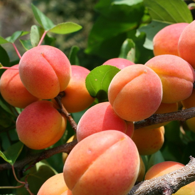 Саджанці Абрикоса Німфа - ранній, великоплідний, зимостійкий