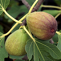 Інжир Брунсвік 2-х річний