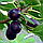 Саджанці інжиру Київський великоплідний (large-fruited) - ремонтантний, самоплідний, великоплідний, фото 2