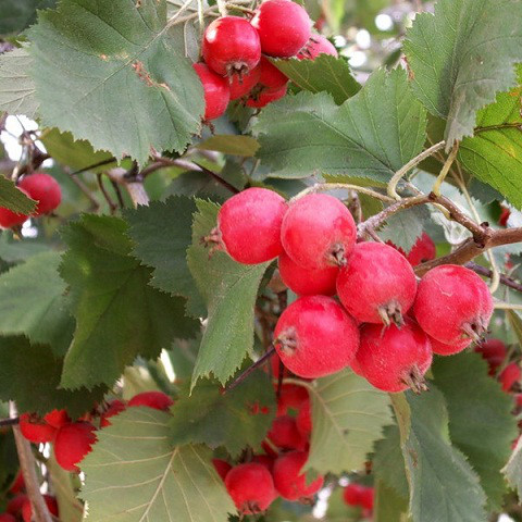 Саджанці Глоду Геракл (Crataegus Gerakl) - фото 2 - id-p1051230413