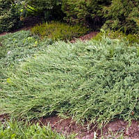 Саджанці Ялівцю горизонтального Жаде Рівер (Juniperus horizontalis Jade River)
