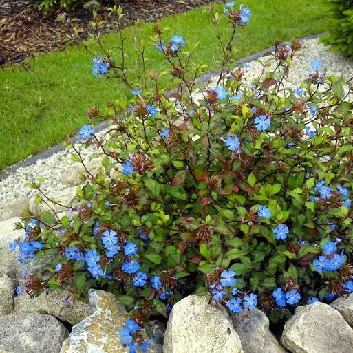 Саджанці Цератостигма плюмбаговидного (Ceratostigma plumbaginoides)