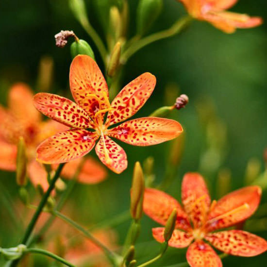 Саджанці Беламканди китайської (Belamcanda chinensis) - фото 1 - id-p1051186152