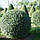 Саджанці Бирючини звичайної (Ligustrum vulgare), фото 2