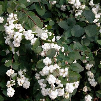 Саджанці Сніжноягідника білого (Symphoricarpos albus)