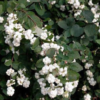 Саджанці Сніжноягідника білого (Symphoricarpos albus)