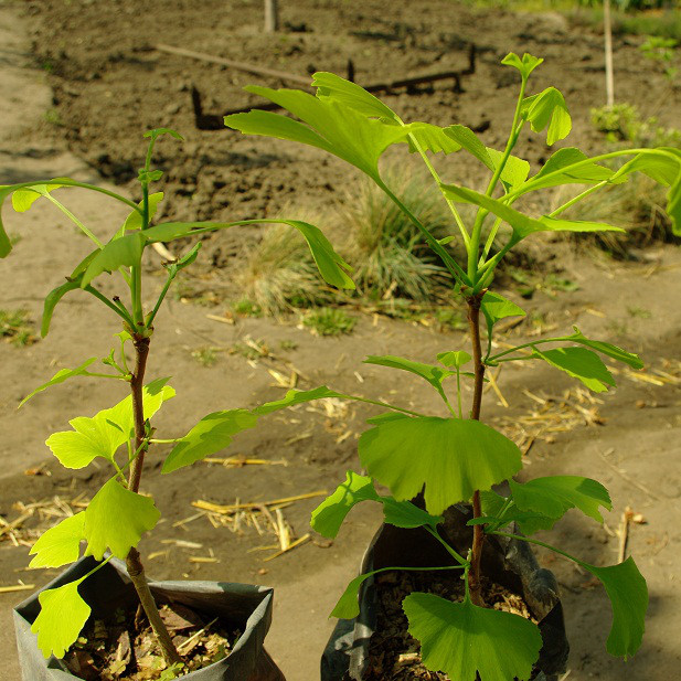 Саджанці Гінкго Білоба (Ginkgo biloba) С1 - фото 2 - id-p1051230872